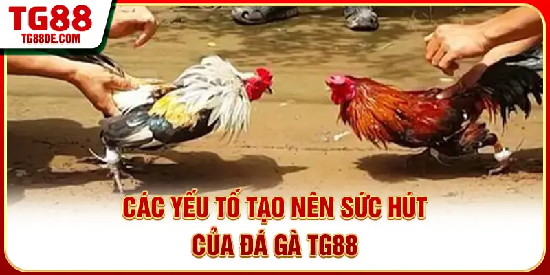 Các yếu tố tạo nên sức hút của đá gà TG88