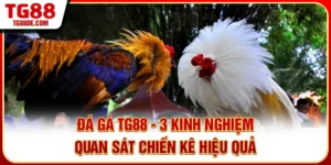 Đá Gà TG88 - 3 Kinh Nghiệm Quan Sát Chiến Kê Hiệu Quả