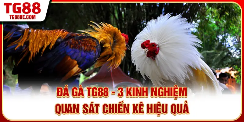 Đá Gà TG88 - 3 Kinh Nghiệm Quan Sát Chiến Kê Hiệu Quả