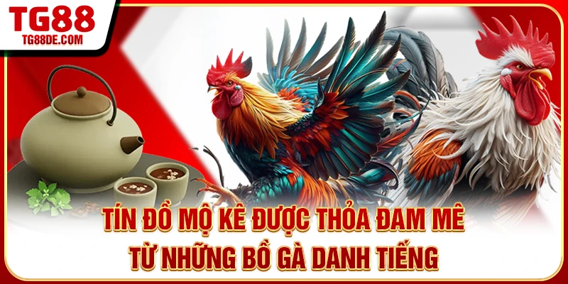 Tín đồ mộ kê được thỏa đam mê từ những bồ gà danh tiếng